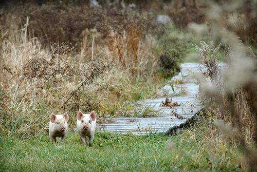 我們的環(huán)境會(huì)好嗎？——“數(shù)說(shuō)”大氣、水、土壤污染防治三大戰(zhàn)役